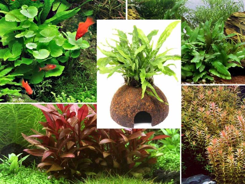 Aquarienpflanzen Wundertüte